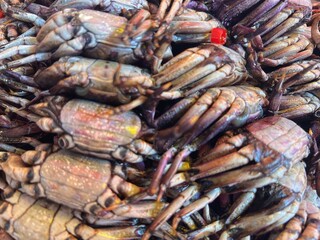Heap of Salted crab or pickled crab in the street market.