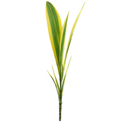 Fototapeta premium Dracaena leaf long sword shaped leaf with green and yellow striped variegation Dracaena reflexa Song