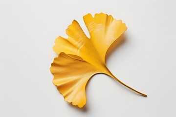 Naklejka premium Elegant Ginkgo Leaf with Unique Fan Shape on White Background