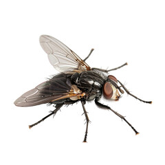 A close-up of a housefly with its wings spread, showcasing its intricate details. isolated on transparent background.