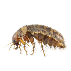 A close-up of a small, brown insect with segmented body and long antennae.  The insect is isolated on transparent background.