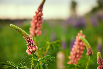 a male gardener picks lupines in a field in the summer