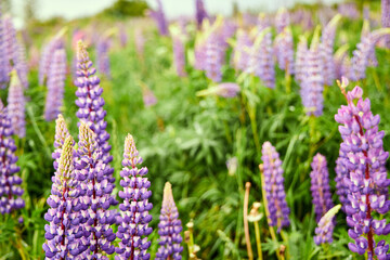 camera pulling out from meadow with lupine flowers in the summer nature outdoor landscape scenic
