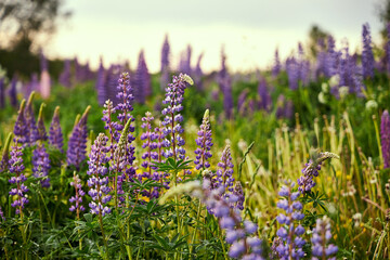 camera pulling out from meadow with lupine flowers in the summer nature outdoor landscape scenic