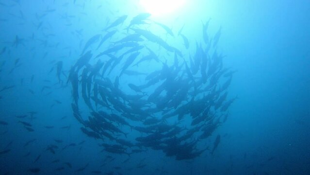 Raja Ampat, Indonesia: Underwater footage of a school of Jackfish in the famous tropical reef in Raja Ampat in West Papua in Indonesia
