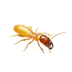 Close-up of a termite, a small, social insect known for its destructive nature.  The termite is shown in detail, highlighting its segmented body and mandibles.