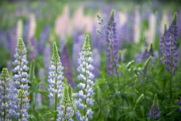 camera pulling out from meadow with lupine flowers in the summer nature outdoor landscape scenic