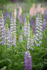 camera pulling out from meadow with lupine flowers in the summer nature outdoor landscape scenic