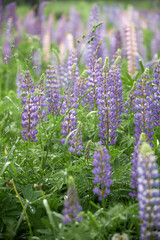 camera pulling out from meadow with lupine flowers in the summer nature outdoor landscape scenic