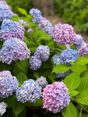 Blue Hydrangeas 