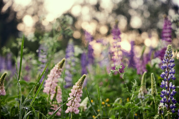 view of the lupine field background