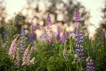 view of the lupine field background