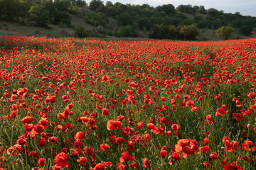 A field of red poppies with a blue sky in the background.