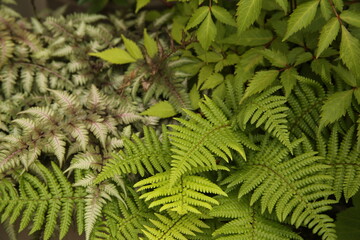 Fougères et diverses plantes