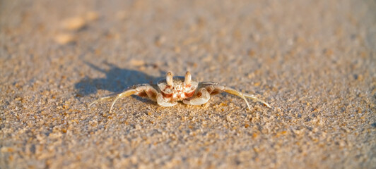 A crab on the beach is running on the white sand. Exotic animals in the resorts of tropical islands. The concept of a beach holiday in the tropics.