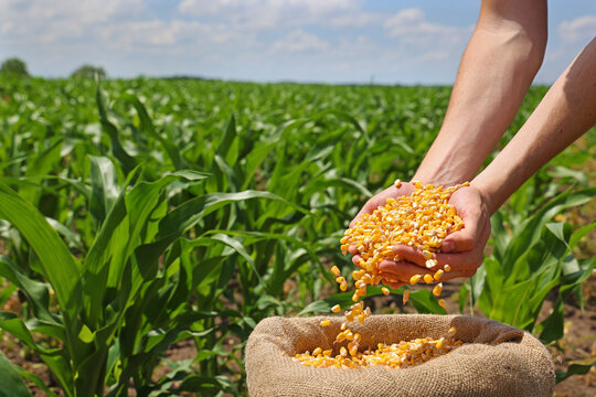 Corn grains in the hands of a successful farmer, in a background green corn field. Close up of hands full of corn in a jute sack from a young farmer. Spring sunny day rural scene