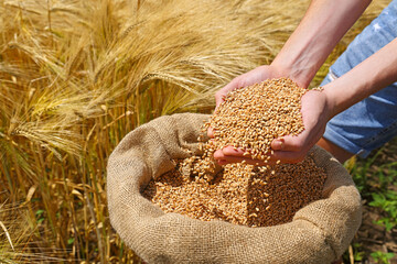 Wheat grains in the hands of a successful farmer, in a background ripe barley field. Close up of hands full of wheat from a young adult farmer. Spring sunny day