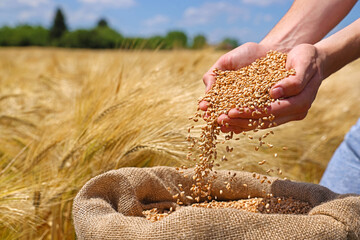 Wheat grains in the hands of a successful farmer, in a background ripe barley field. Close up of hands full of wheat from a young adult farmer. Spring sunny day