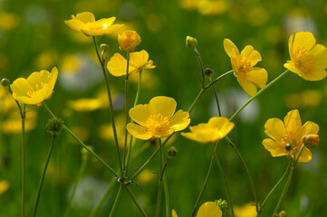 Wild yellow flower on the field