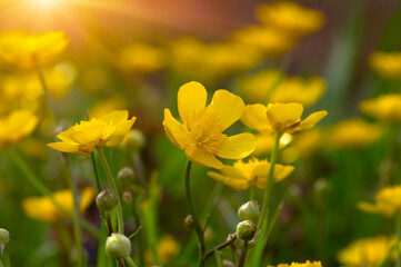 Obraz premium Spring yellow flowers on a field