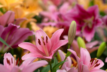 Colorful lilies on blurred floral