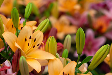 Colorful lilies on blurred floral