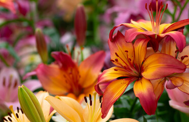 Colorful lilies on blurred floral