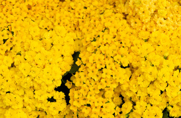 Floral background of colorful flowers