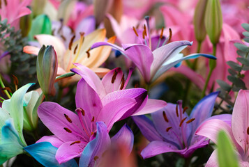 Colorful lilies on blurred floral