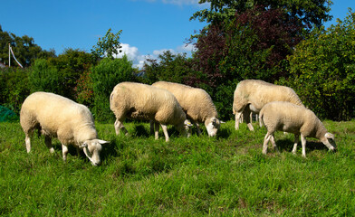 Obraz premium Sheep on green grass