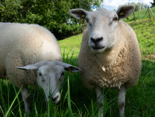 Sheep close-up on the pasture.
