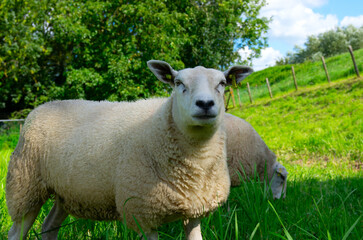 Obraz premium Sheep close-up on the pasture.