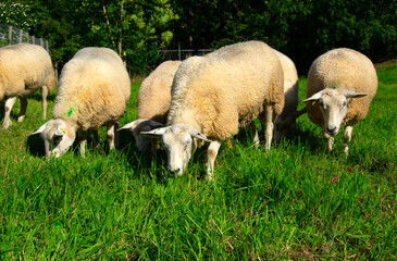 Sheep on green grass