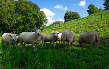 Obraz premium Sheep on green grass