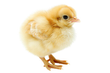 Fototapeta premium Adorable fluffy yellow chick standing against white background, perfect for Easter, farm, or animal-themed designs and projects.