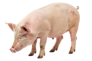 Isolated image of a light pink pig standing with a slightly bent head and visible legs. Perfect for agricultural and farm-related content.