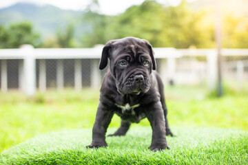 selective focus cute little black dogs Bandogs puppies Neapolitan Mastiff in perfect shape in the front yard large mixed breed dog but cute personality