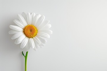 A vibrant daisy with a yellow center and white petals set against a pristine white background, emphasizing its natural beauty and simplicity