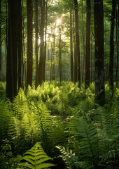 Lush green ferns in a forest, depicting tranquility and freshness. without logo and without watermark 