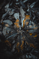 aesthetic beautiful leaves in the forest