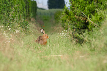 European hare sitting in the grass in a summer field