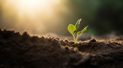  a seedling breaking through the soil,
