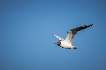 A black-headed gull (Chroicocephalus ridibundus) flies toward the camera lens on a sunny spring day