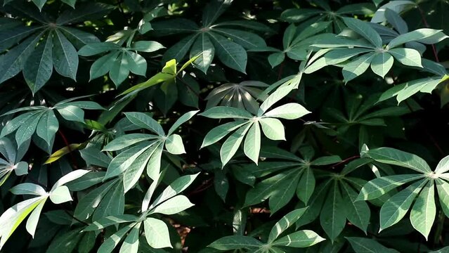 Cassava Leaves. Green Cassava Leaves. Cassava Leaves Background. Cassava Leaves Plant or Daun Singkong.