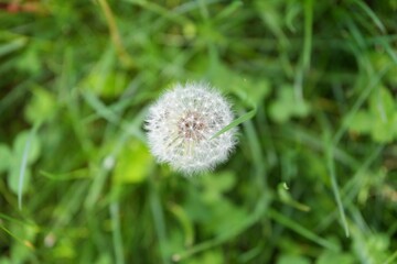 イギリスの街中に咲くたんぽぽ