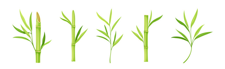 Bamboo Green Stalk or Branch with Leaf Vector Set