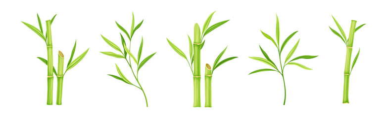 Bamboo Green Stalk or Branch with Leaf Vector Set