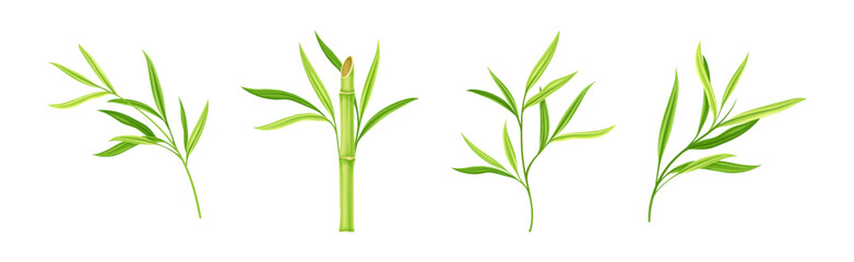 Bamboo Green Stalk or Branch with Leaf Vector Set