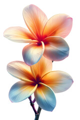 Obraz premium Close-up of two vibrant plumeria flowers with delicate orange and blue petals, creating a striking and colorful floral image.