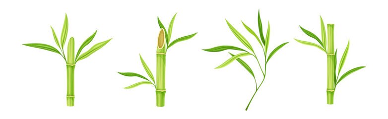 Obraz premium Bamboo Green Stalk or Branch with Leaf Vector Set